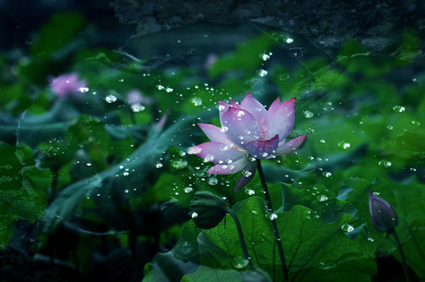 过雨新荷生水气。高影参差，无谓思量睡。李淑辉福鼎